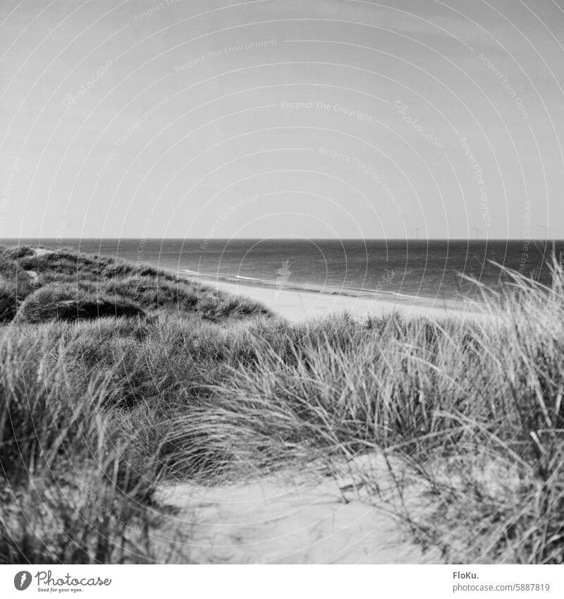 Danish North Sea coast in black and white on film Beach Analogue photo analogue photography Ocean Landscape vacation Nordic Vacation & Travel Relaxation