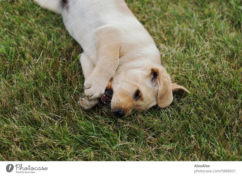 Small, blond Labrador puppy lies on a lawn in the grass and bites into nothing, which he holds with his big paws Puppy Dog Pet Baby Baby animal 10 weeks