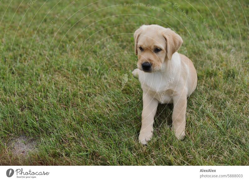 Small, blond Labrador puppy sits on a lawn in the grass and looks into the distance Puppy Dog Pet Baby Baby animal 10 weeks 10 weeks old Mammal Cute pretty