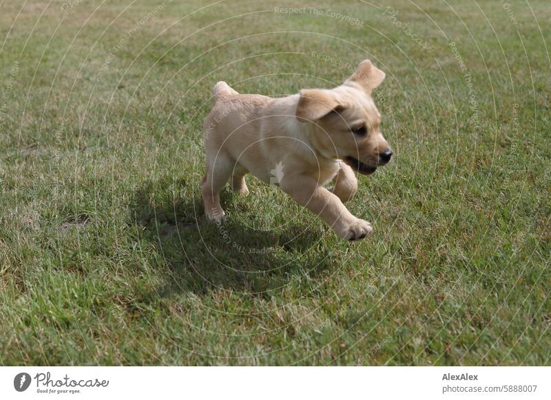 Small, blond Labrador puppy runs clumsily across the lawn, his floppy ears flying up Puppy Dog Pet Baby Baby animal 10 weeks 10 weeks old Mammal Cute pretty