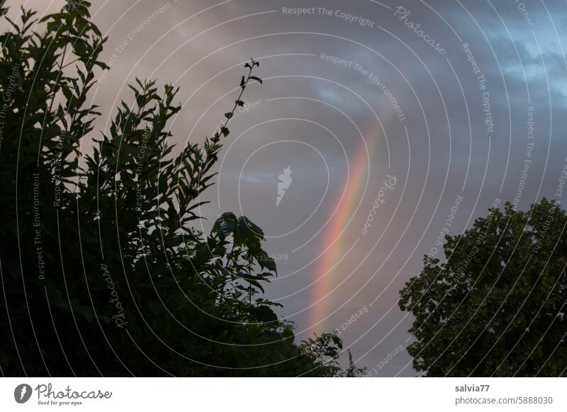 Rain in the evening Rainbow Clouds trees shrubby Sky Light (Natural Phenomenon) Nature Deserted Colour photo Landscape Weather Twilight Contrast Tree