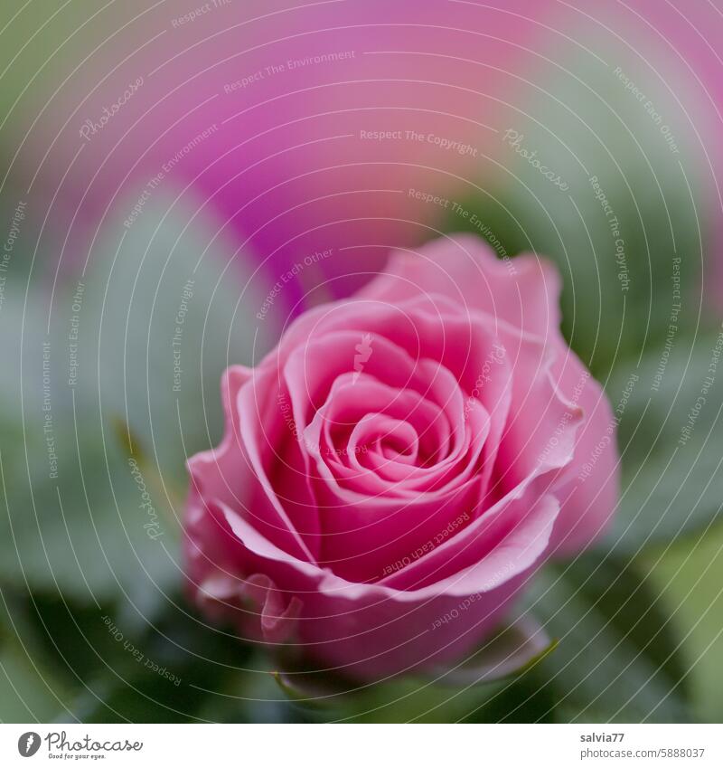 scent of roses pink Pink Fragrance Blossom Flower Blossoming Plant Colour photo Garden Close-up Romance Esthetic pretty Rose blossom Deserted