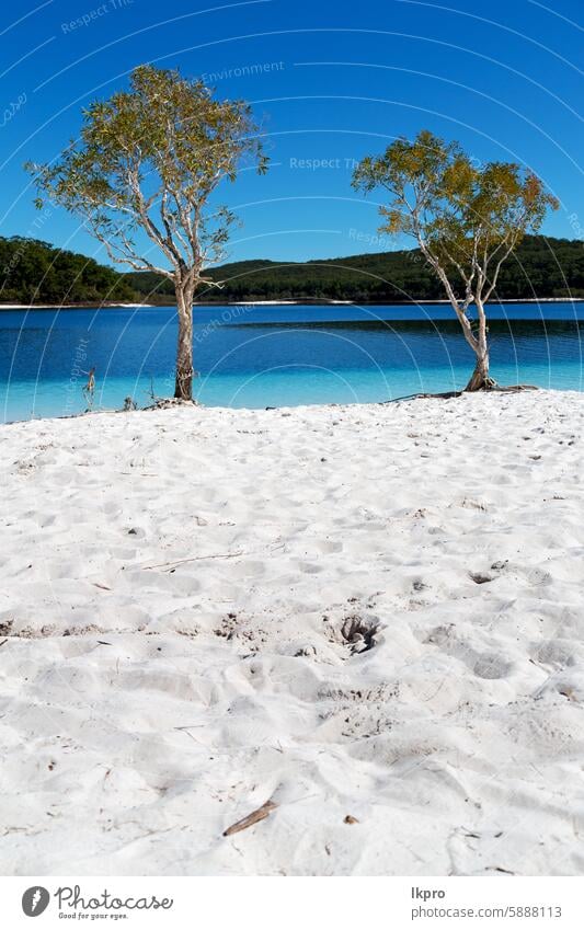 tourism tree and relax in the paradise lake island fraser australia mckenzie sand water beach white blue nature queensland beautiful coast sky outdoor tropical