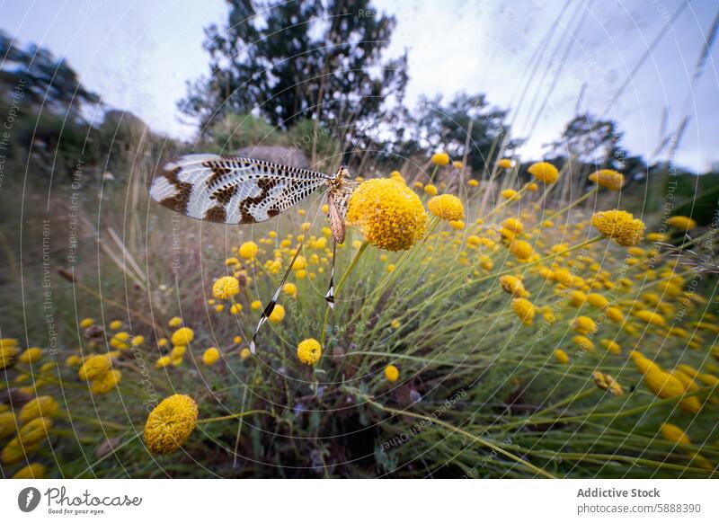 Nemoptera bipennis on a yellow flower in a natural habitat insect nemoptera bipennis delicate lacewing pattern vibrant field slender fauna flora outdoor summer