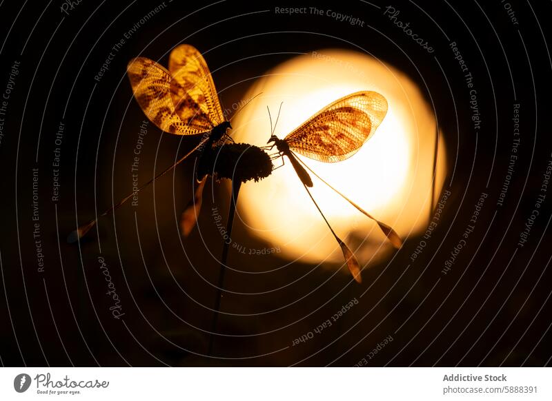 Nemoptera bipennis silhouette against glowing sun insect nemoptera bipennis warm setting delicate elongated body nature wildlife backlight sunset tranquil peace