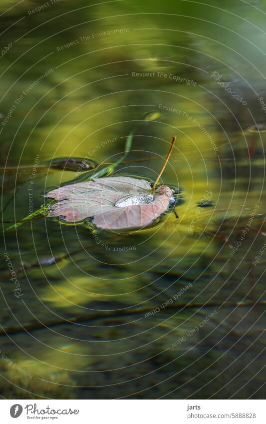 Floating leaf with a drop of water on a lake Leaf Water Lake Idyll Drop Nature crystal clear silent tranquillity reflection Peaceful Reflection Calm