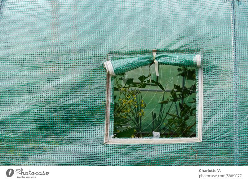 Laubenpieper I View into a greenhouse through a window onto crops, including a tomato plant summerhouse pipit Growing Garden plot Green tarpaulin Window