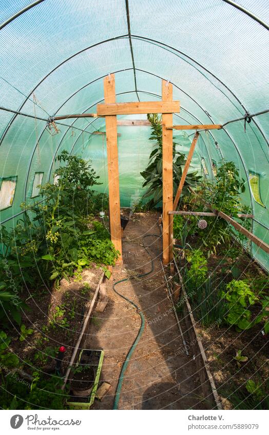 Laubenpieper I View into a greenhouse with a row of crops, mainly tomato plants, through the door summerhouse pipit Growing Garden plot Green tarpaulin Window