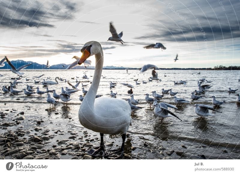 Swan and seagulls Nature Air Water Sky Clouds Winter Animal Bird Wing Flock Emotions Moody Joy Chiemgau Lake Chiemsee Colour photo Evening Twilight