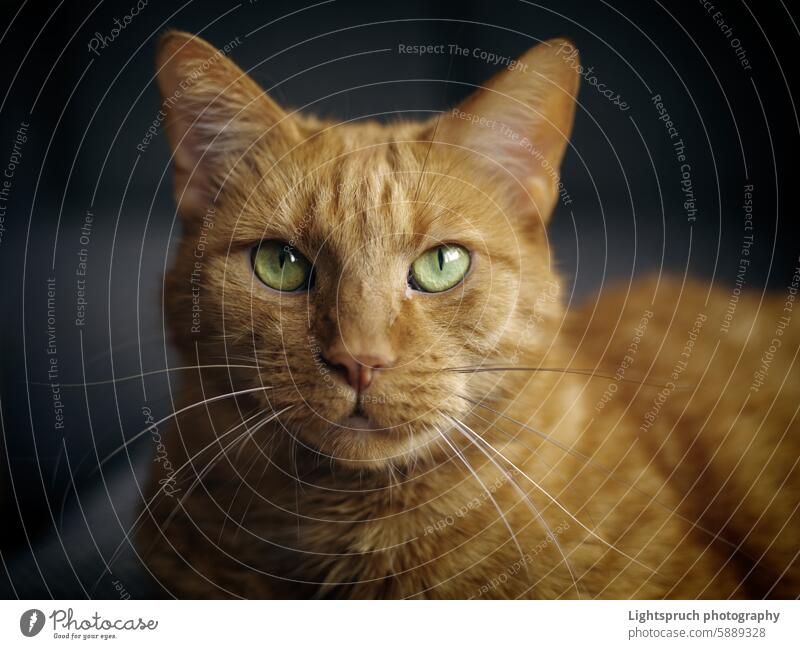 Portrait of ginger cat looks serious at the camera over dark background. domestic cat front view staring looking at camera close-up curiosity facial expression