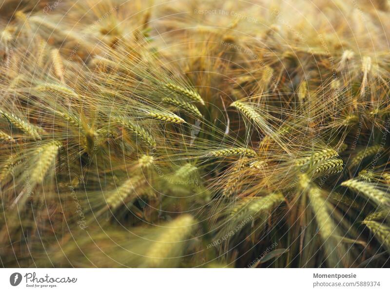 wheat field Wheat Wheatfield Field Wheat ear Wheat grain Wheat harvest Agriculture Harvest Summer Grain field Nature Growth Agricultural crop Plant Cornfield