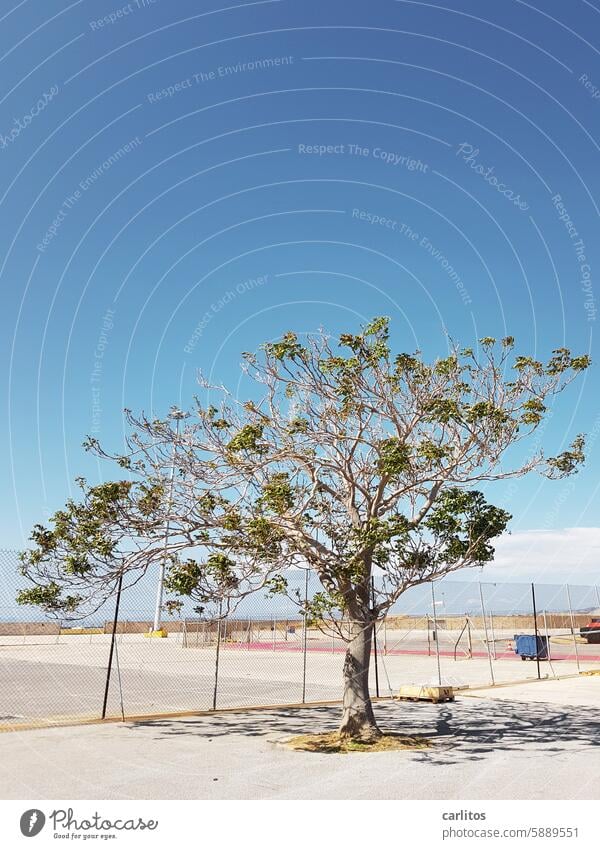 Survivalist | Σούδα no. 2 Tree Concrete Fence captivity Freedom Sun Shadow Mediterranean Crete