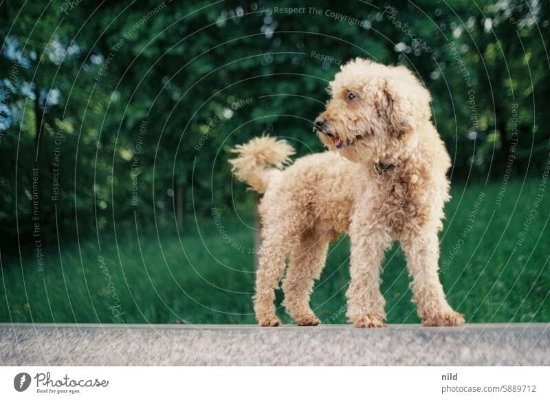 The Poodle - Animal Nature Exterior shot Cute animal world Animal portrait Pet Colour photo Looking Curiosity Animal face Observe Love of animals Dog