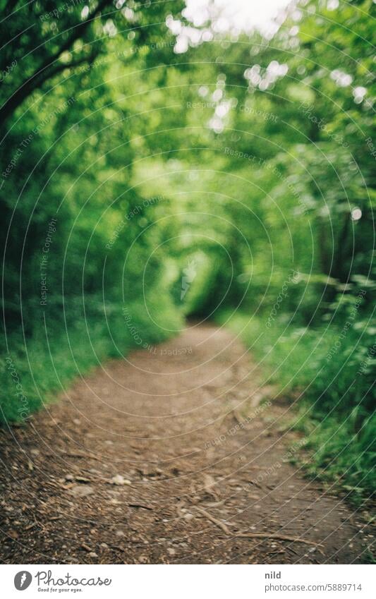 Everything that starts with Un | Lots of UNsharpness hazy background blurriness bokeh Green Nature off forest path blurred out Analogue photo Kodak