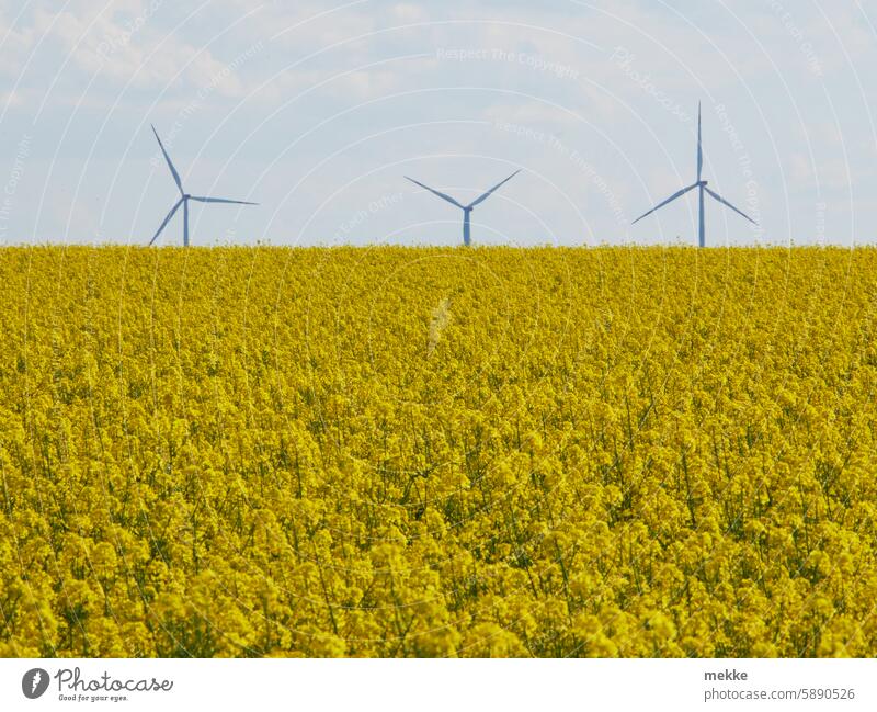 Three oil mills Canola Blossom Yellow Canola field Oilseed rape flower Agricultural crop Oilseed rape cultivation Spring Blossoming Field Environment