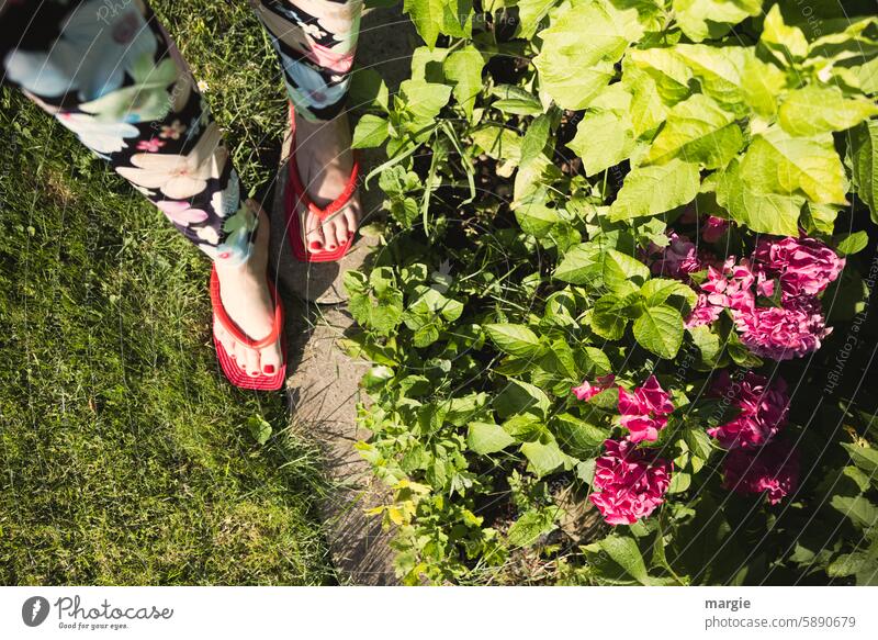 Women's feet in the flower bed Flowerbed hydrangeas Feet on the ground Flip-flops Going Woman Red Nail polish Barefoot Toes Varnished Summer Blossom leave Pants