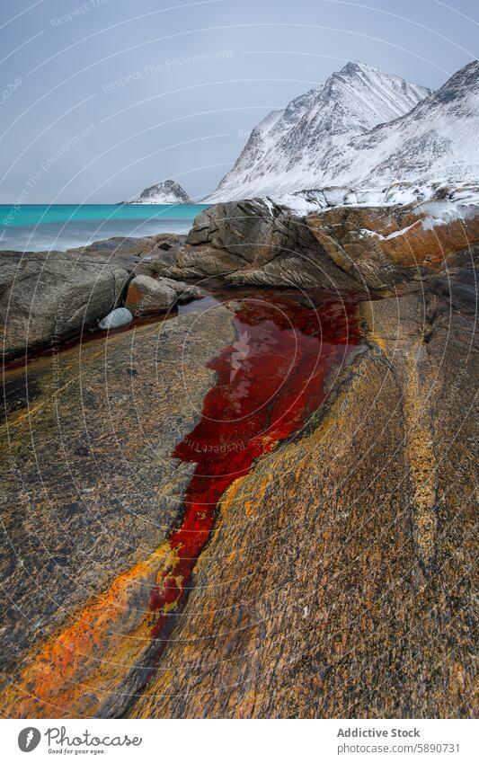 Vibrant red algae and snowy mountain landscape in Lofoten lofoten norway winter rock coastline scenic nature vibrant turquoise water backdrop cold nordic arctic