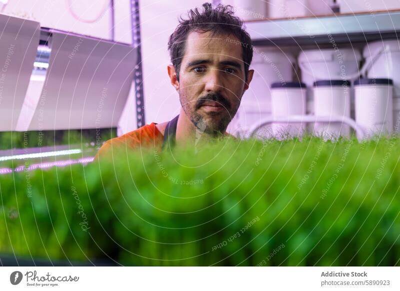 Man tending to vibrant microgreens in indoor farm man agriculture technology sustainable led light modern farmer purple growing cultivation plant horticulture