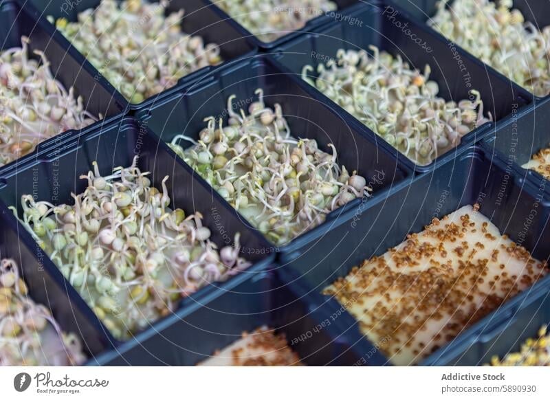 Trays of microgreens ready for urban farming tray garden fresh indoor organized growth sustainable agriculture cultivation nutrient health food sprout seedling