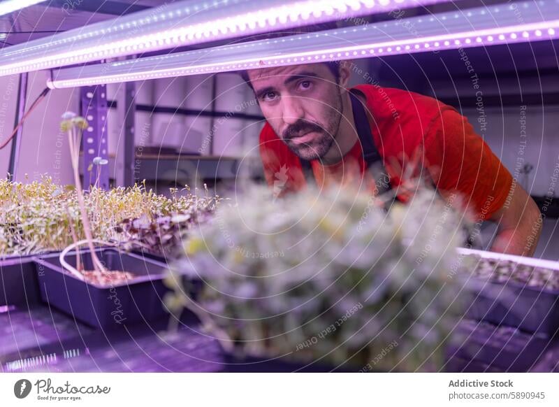 Farmer examining microgreens under LED lights farmer led light indoor plant agriculture farming cultivation inspection quality growth man focus attentive crop