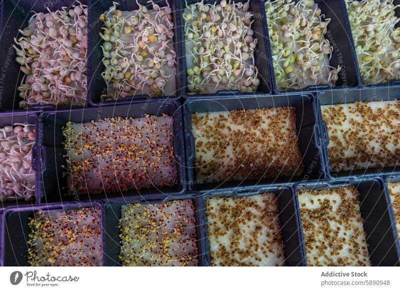 Various types of microgreens growing in black seed trays plant growth indoor agriculture urban farming soil variety nutrition health vegetable sprout leafy