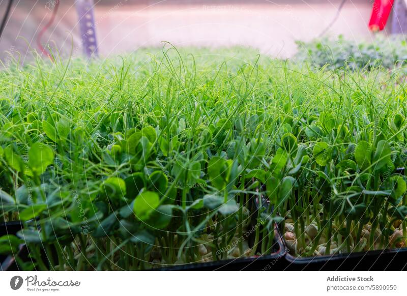 Close-up view of vibrant microgreens growing in pots growth plant agriculture leaf vegetable soil delicate tendrils lush nourishment garden gardening healthy