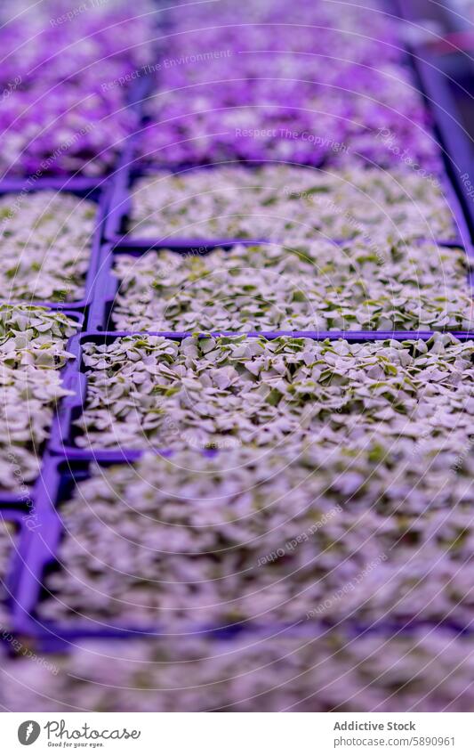 Growing trays of microgreens in a controlled environment farming urban agriculture cultivation plant indoor purple blue leaf sustainable growth light vertical