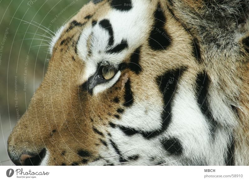 Fascinated Tiger Animal - a Royalty Free Stock Photo from Photocase