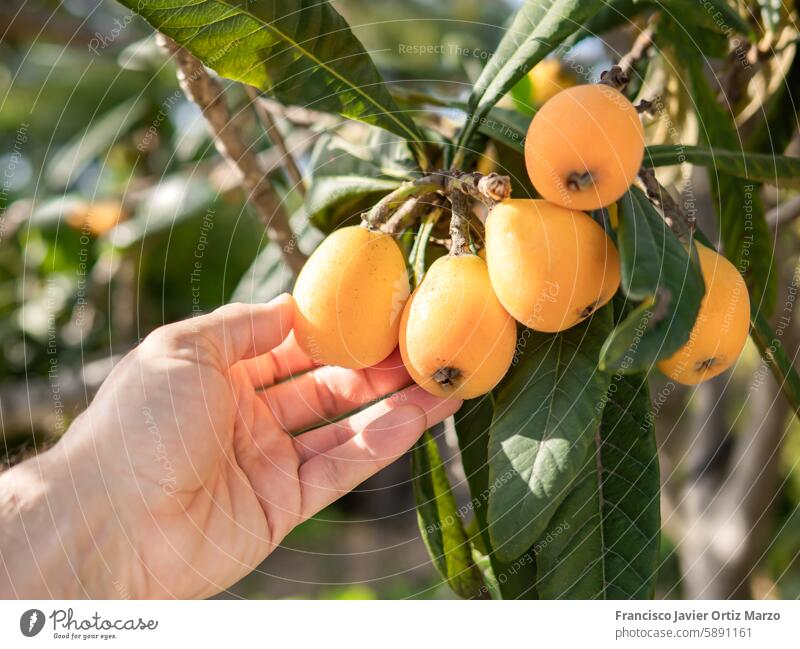 Hand Picking Ripe Loquats from Tree loquat hand tree fruit ripe picking green leaves fresh nature agriculture harvest garden organic food healthy outdoor plant