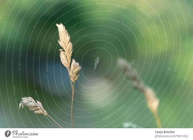 Grasses in the evening light grasses Tent Grass Nature Plant Meadow Summer naturally Environment Wild plant Green Light Sunlight Growth Beautiful weather Field