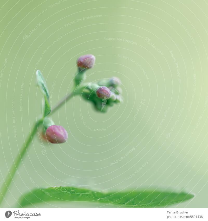 Buds of the common snowberry in delicate colors ordinary snowberry buds Pink Green Delicate symphoricarpos albus ornamental wood plonk berries Development stage