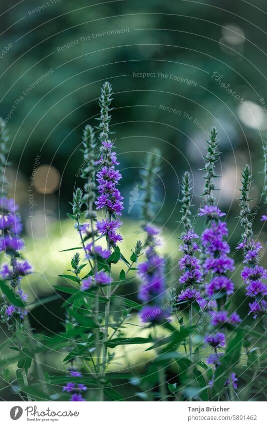 Common loosestrife in the evening light common loosestrife blood loosestrife purple Purple flowers many blossoms Insect-friendly June to September heyday July