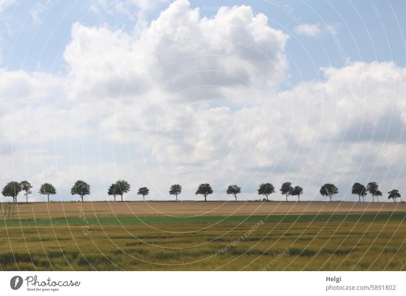 Row of trees behind meadows and fields against a cloudy sky Tree Meadow Field Sky Clouds Summer Landscape Nature Exterior shot Colour photo Deserted Environment