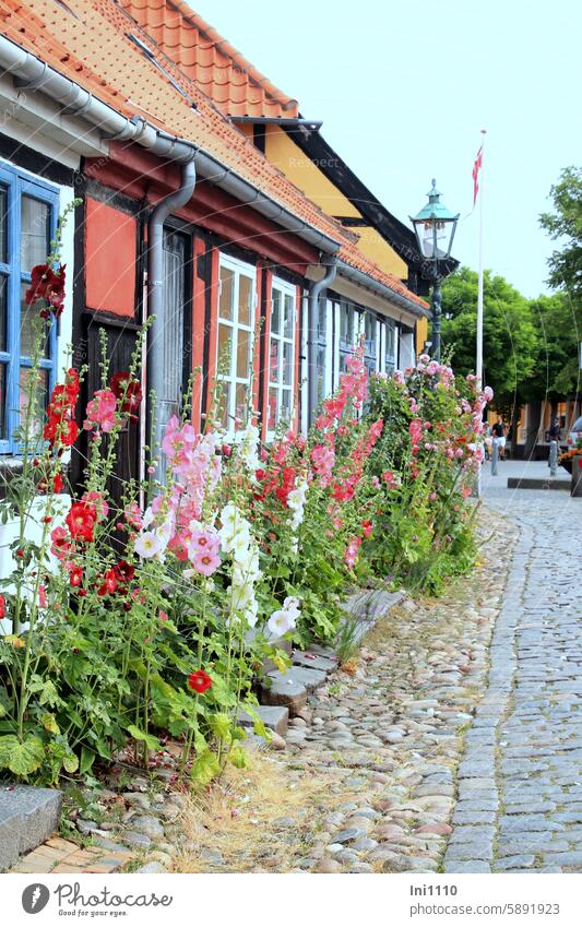 Picturesque houses on Bornholm II Building idyllically Typical Style Glazed facade warm colors plants colourful flowers Hollyhocks floral splendour romantic