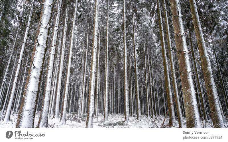 Winterwonderland in the Belgium Ardennes close to Manhay. beautiful big trees covered with snow. seasons field belgium landscape beauty light snowy destination