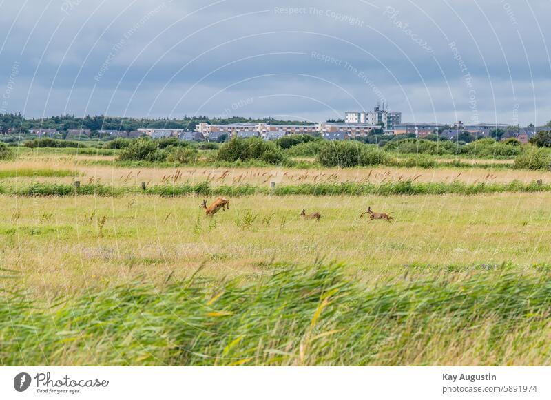 Deer with fawn on the run Nature Meadow Animal Exterior shot Wild animal Roe deer Mammal Stone fawn Sylt Salt grass meadows Young animals Camouflage vegetation