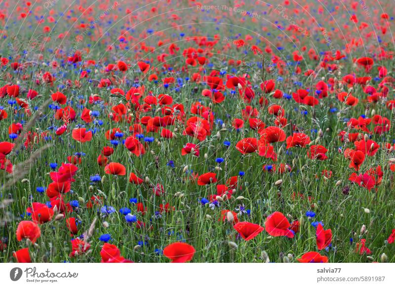 Sea of flowers, cornflowers and red poppies Poppy Corn poppy Red Summer Poppy blossom red poppy Blossom Plant Flower Nature Colour photo Wild plant Idyll