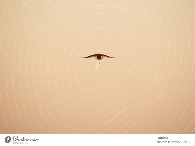 An oystercatcher flies elegantly through the reddish sky tinged by the sunset. Oyster catcher Oystercatcher in flight Nature Exterior shot Bird Animal