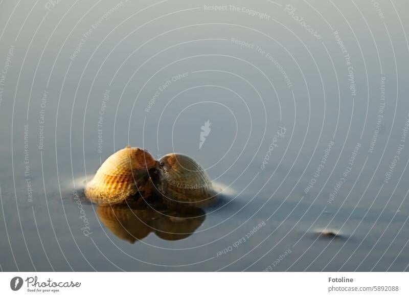 The low tide comes in and exposes a cockle shell. The shells are open and reflected in the receding water. Mussel Cockle Beach Nature Mussel shell coast Ocean