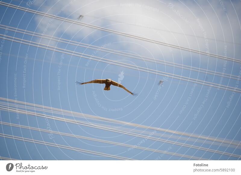 A bird of prey flies through high-voltage power lines with its wings outstretched. It looks directly into my camera. Bird Bird of prey Animal Ornithology Wild