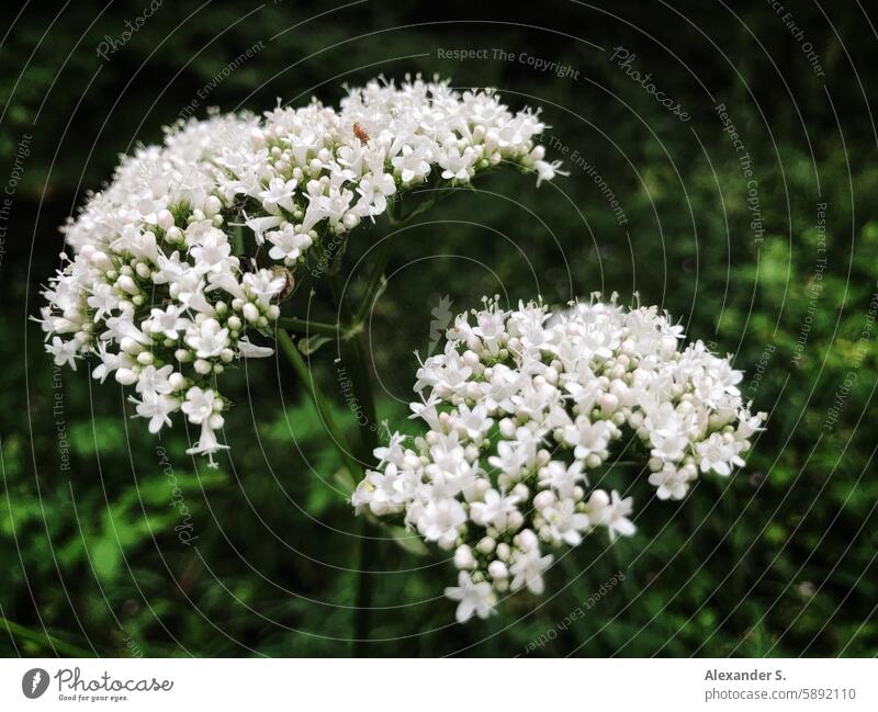 Valerian flowers in nature Blossom Plant Close-up Medication Healthy medicine naturally Green Herbal book herbaceous Nature Herbology