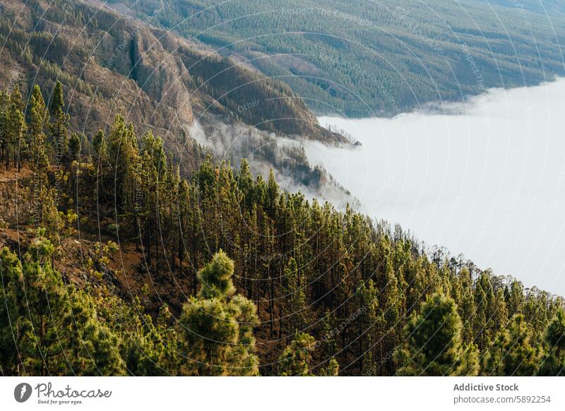 Misty mountain forest during summer retreat mist nature landscape pine getaway adventure terrain outdoor travel scenic beauty wild remote peaceful solitude hike