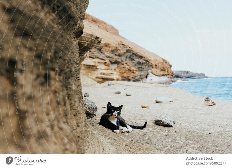 Cat relaxing on a secluded rocky beach during summer holiday cat cliff sea tranquil essence lounge black and white sand outdoor nature calm relaxation travel