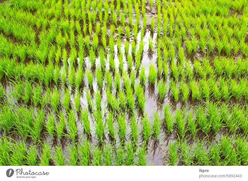 close up of a rice cereal cultivation    field agriculture art asia background banaue beautiful black blur bright concept country countryside crop farm flower