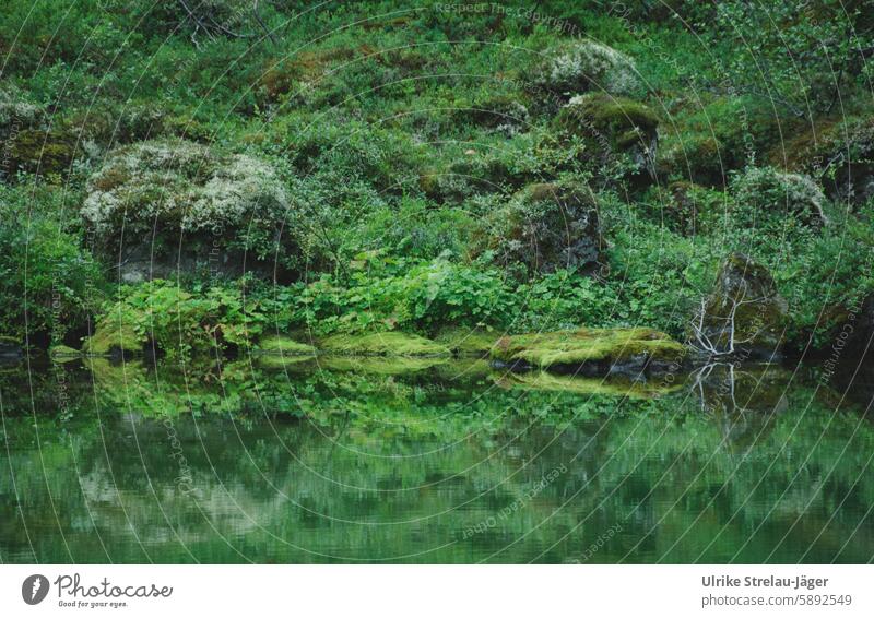 Iceland | enchanted lake Lake Green reflection overgrown Old naturally Mysterious Reflection Calm Nature Water Idyll Landscape Peaceful tranquillity