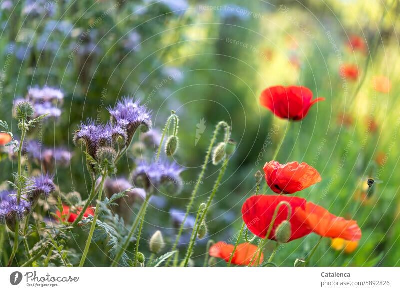 Poppies, bee pasture and a bumblebee plants flowers fragrances wither bleed to death Season blossom Blossom flora Garden daylight fade petals Nature Flower