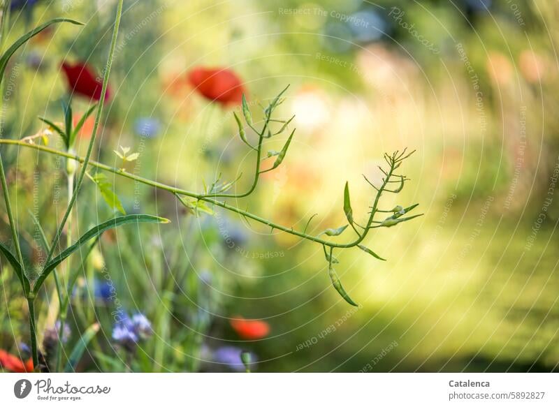 Flowers in the garden Flower mixture Corn poppy Plant Garden petals Day daylight Season variegated fade Nature flora plants flowers Blossoming Poppy blue canvas