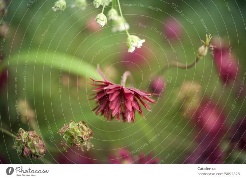 columbine wax Flower Pink Red Green Garden Nature flora petals Blossom Plant blossom Crowfoot plants fade Day Daylight Common columbine Aquilegia vulgaris