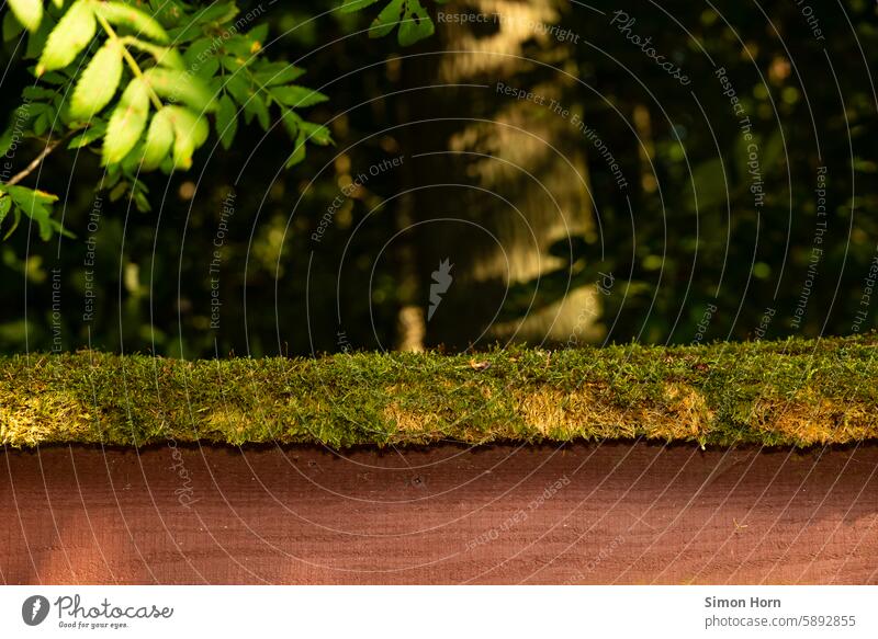 Moss on a wooden panel in the surroundings of a forest Forest Nature Woodground Environment Forestry Plant Green Dark Edge of the forest Shadow Information