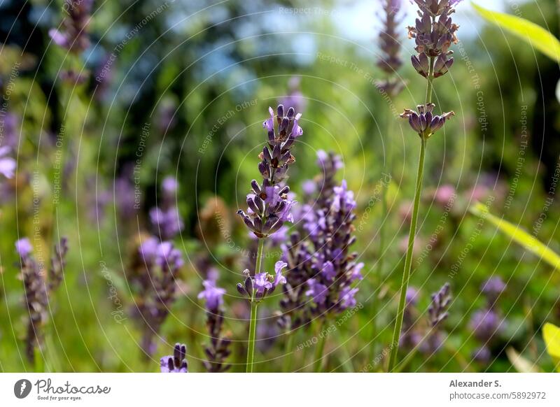 Blooming lavender in meadow Lavender flowering lavender Meadow Violet purple Green Fragrance lavender scent Blossom natural light Summery Nature blurriness